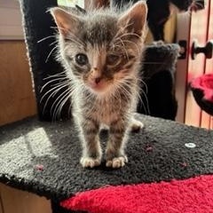 Milagros, an adopted Domestic Short Hair in Bayonne, NJ image 3/3