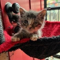 Milagros, adopted, Kitten Male Domestic Short Hair.