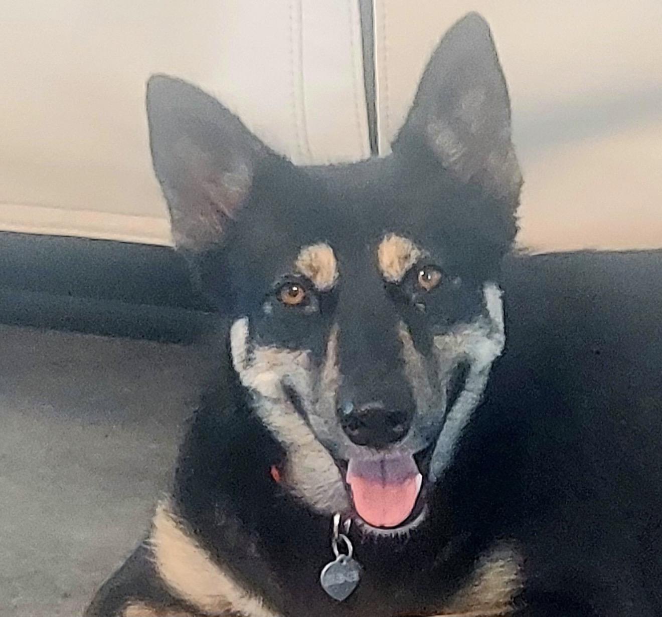 Venus Sky, Adopted, Adult Female German Shepherd Dog & Husky.
