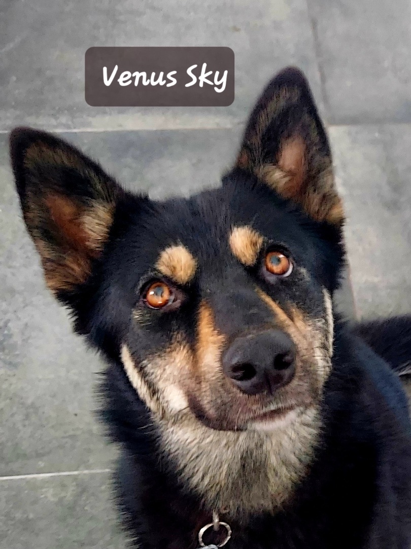 Enlarge Venus Sky, a Adopted mixed breed in Orlando, FL image 3/6