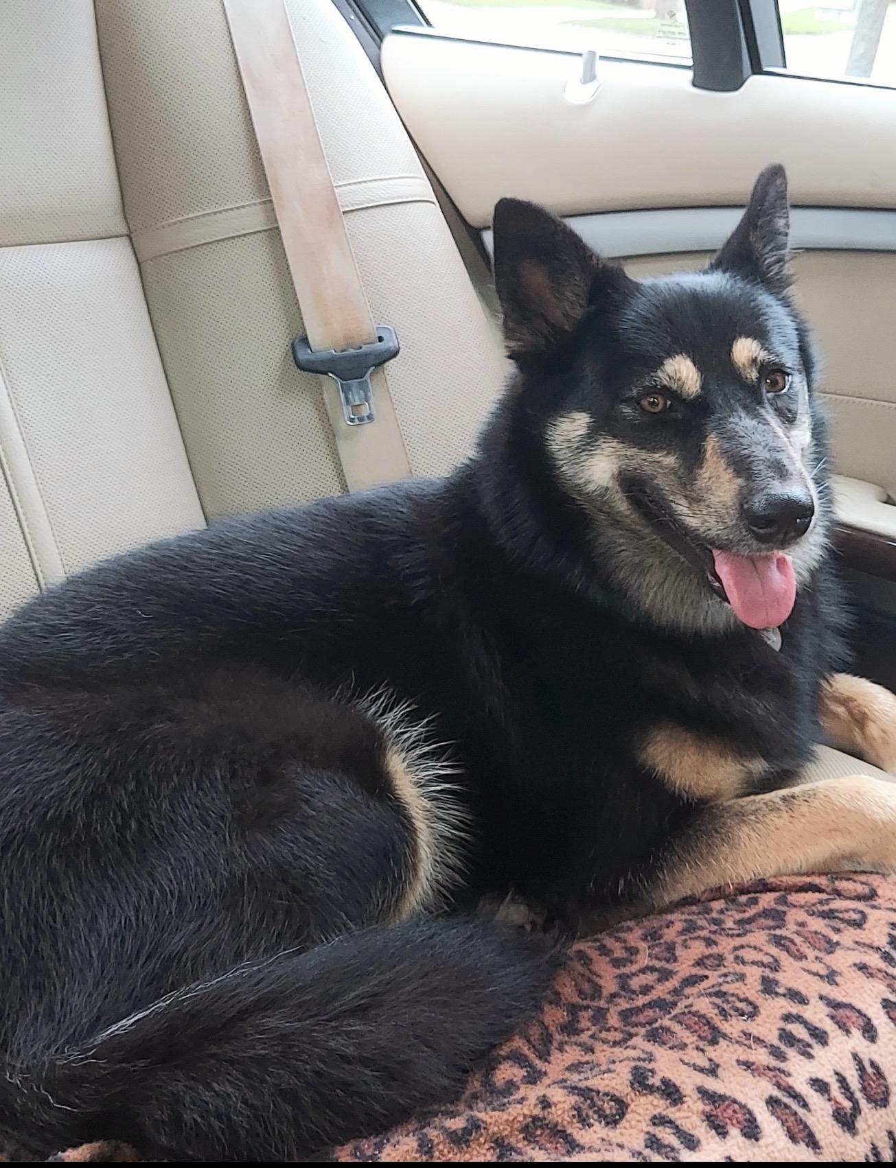Enlarge Venus Sky, a Adopted mixed breed in Orlando, FL image 5/6