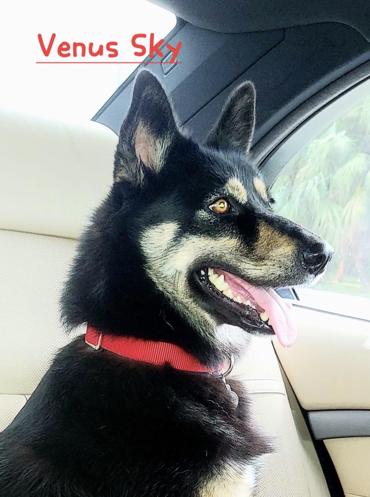 Enlarge Venus Sky, a Adopted mixed breed in Orlando, FL image 2/6