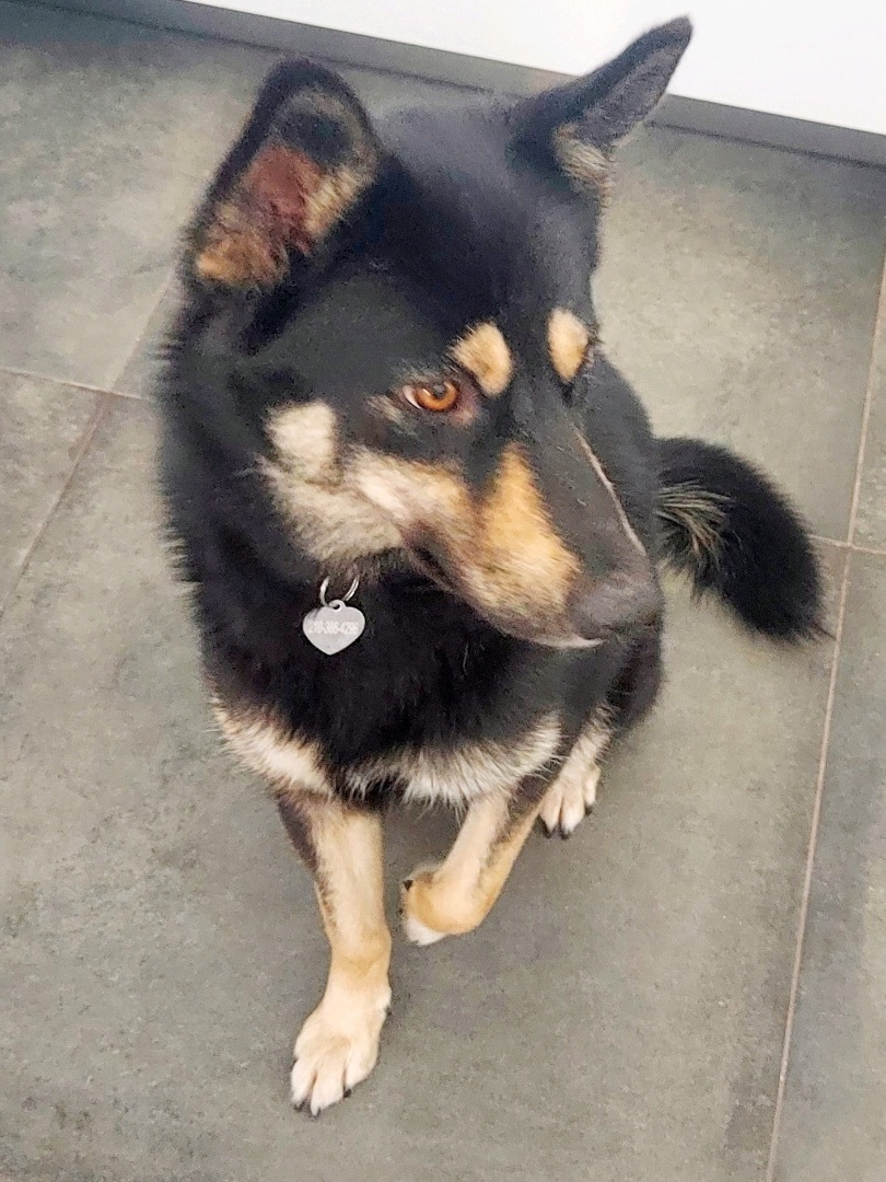 Enlarge Venus Sky, a Adopted mixed breed in Orlando, FL image 4/6