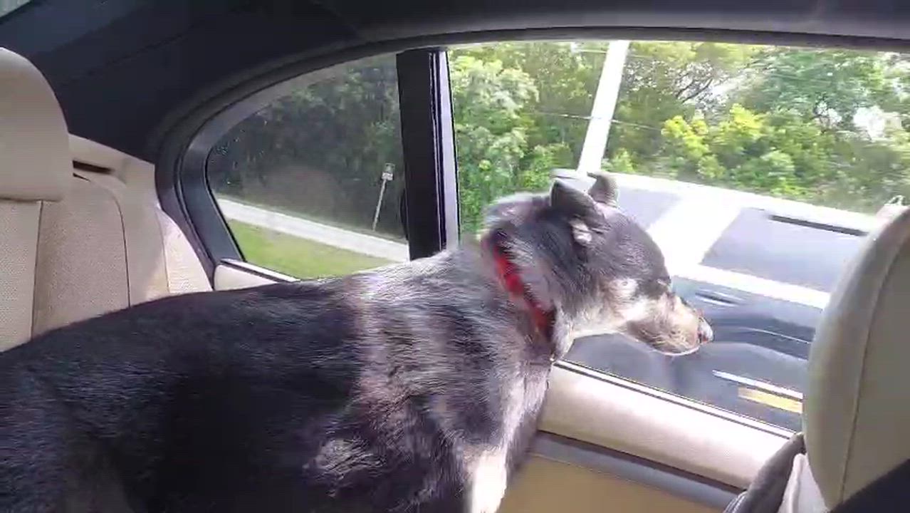 Enlarge Venus Sky, a Adopted mixed breed in Orlando, FL video 6/6