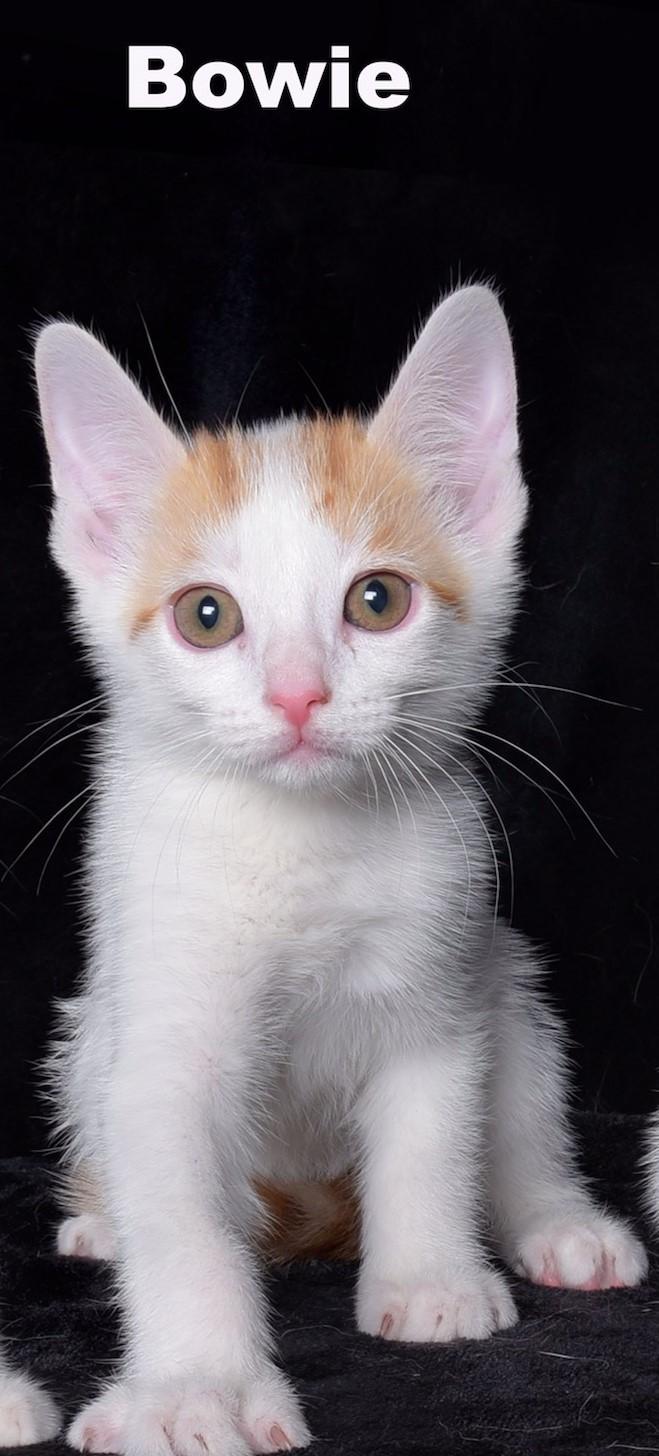 Bowie, Adopted, Young Male Domestic Short Hair.