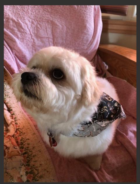 TEDDY, Adoptable, Young Male Shih Tzu & Bichon Frise.