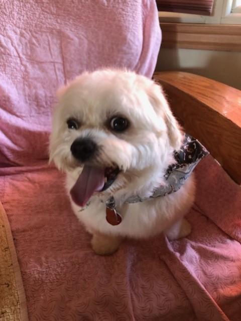 Enlarge TEDDY, a Adoptable mixed breed in Eden Prairie, MN image 2/2