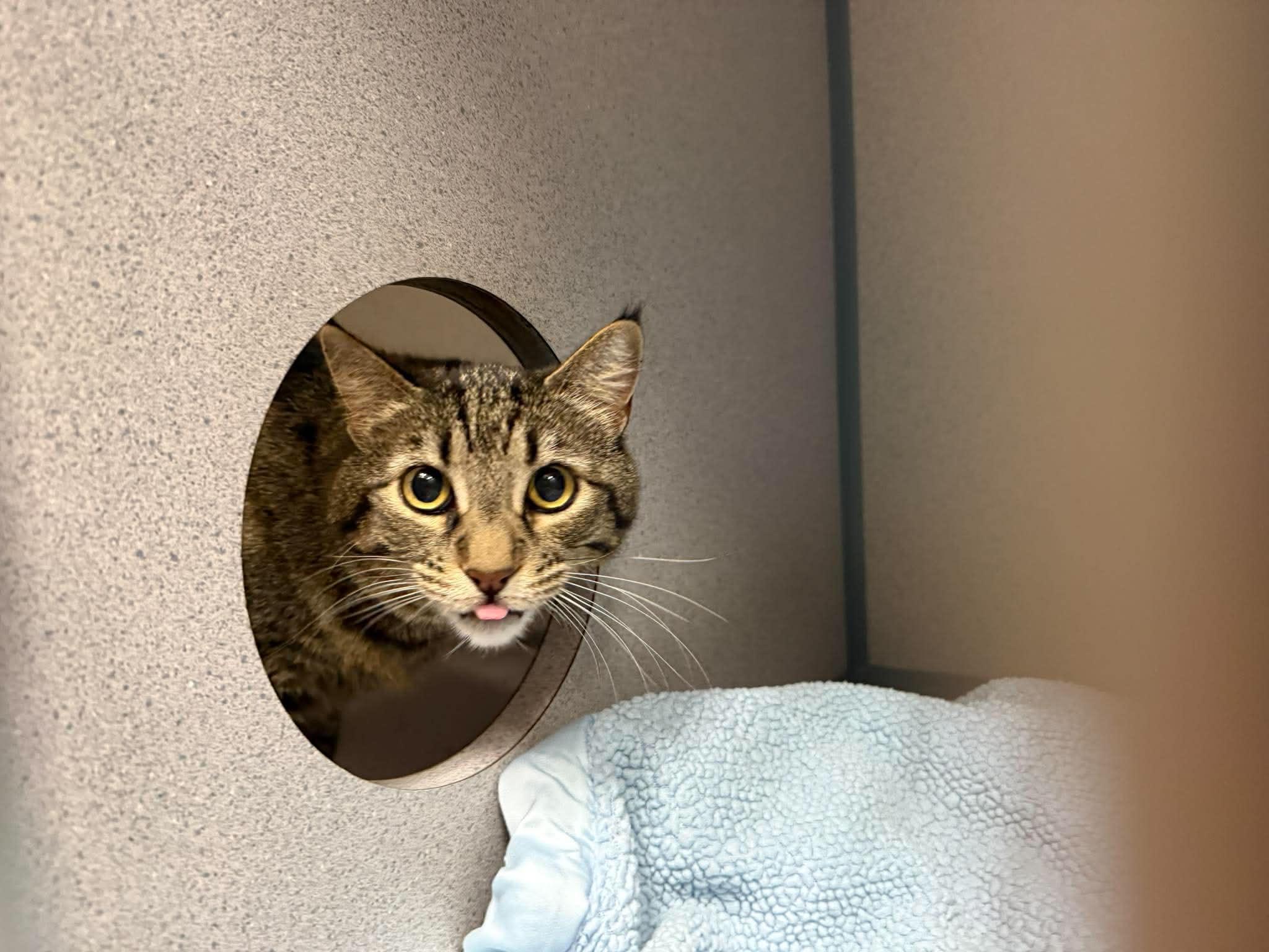 Enlarge Pumba, a ADOPTABLE Domestic Short Hair in Canon City, CO image 1/1
