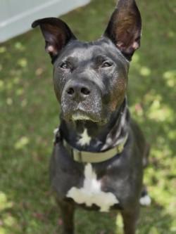 Enlarge Rory, a Adoptable mixed breed in Savannah, GA image 2/3