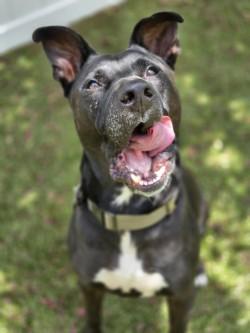 Enlarge Rory, a Adoptable mixed breed in Savannah, GA image 3/3