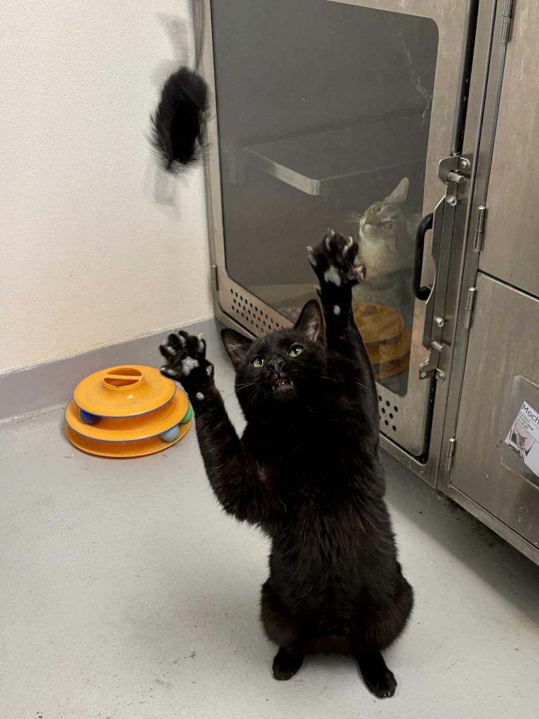 Enlarge Bagheera, a Adoptable mixed breed in New Kensington, PA image 1/6