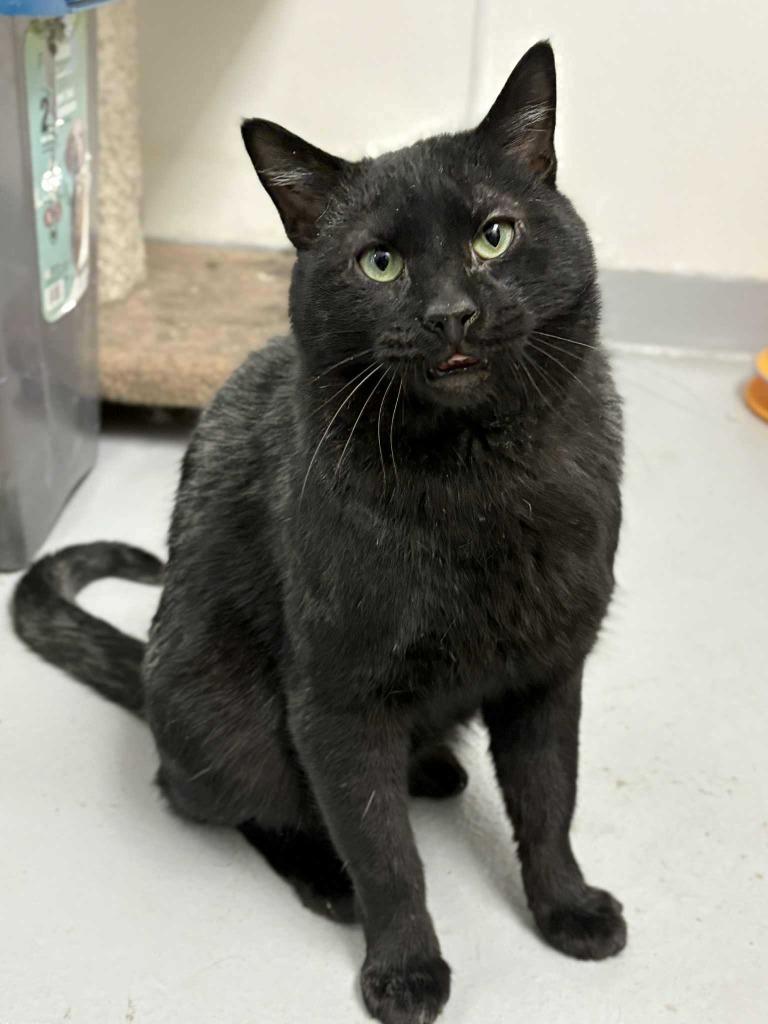 Enlarge Bagheera, a Adoptable mixed breed in New Kensington, PA image 3/6