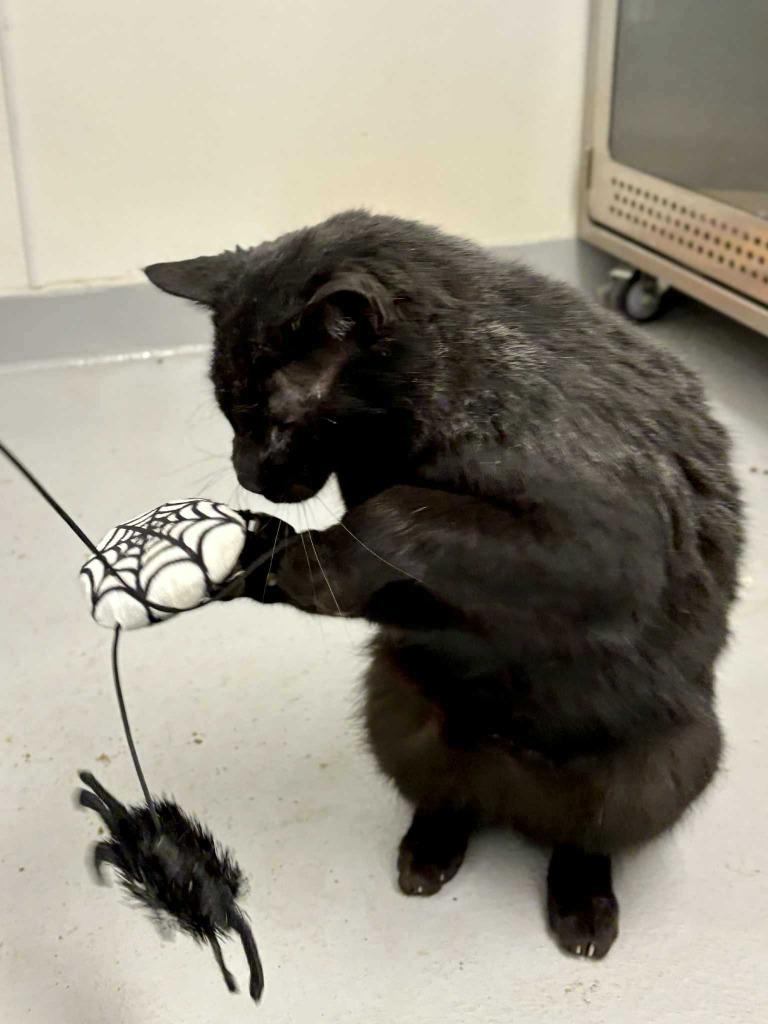 Enlarge Bagheera, a Adoptable mixed breed in New Kensington, PA image 4/6