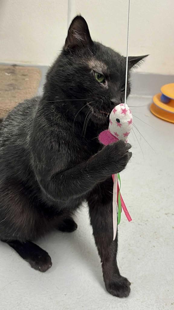 Enlarge Bagheera, a Adoptable mixed breed in New Kensington, PA image 6/6