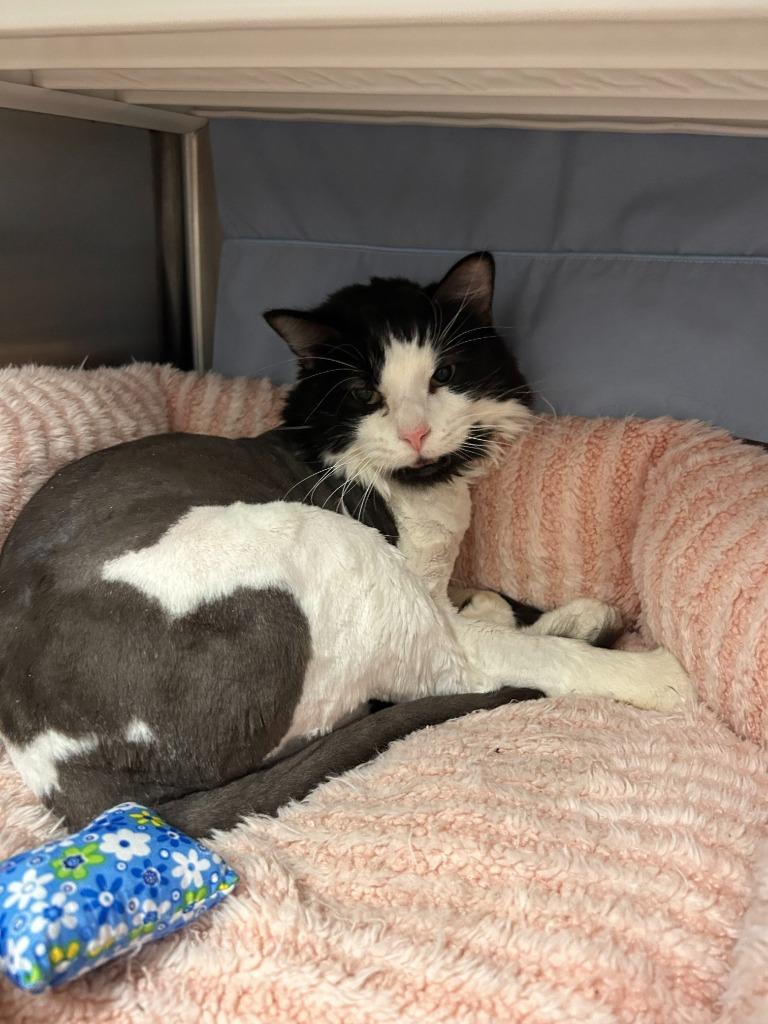 Mayor John, Adoptable, Adult Male Domestic Medium Hair.