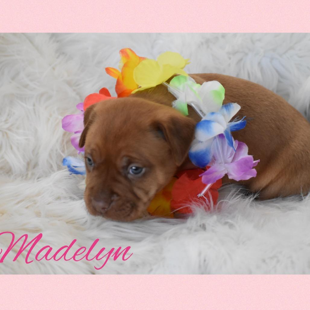 Madelyn, Adoptable, Puppy Female Basenji.