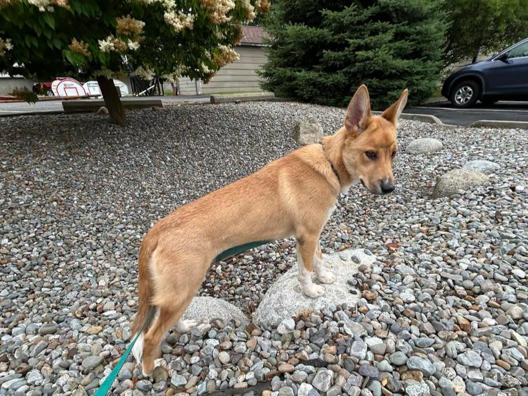 Pepperoni (Roni), an adoptable mixed breed in Kellogg, ID image 2/4