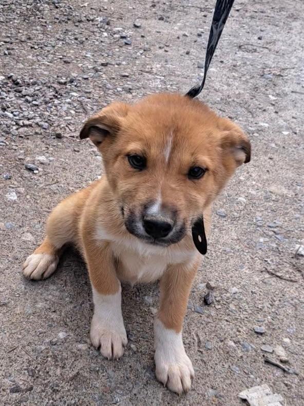 Enlarge Pepperoni, an adoption pending mixed breed in Kellogg, ID image 1/1