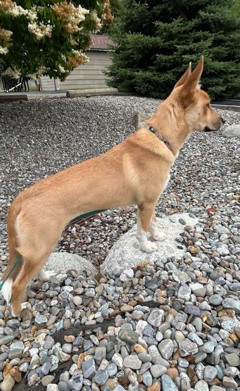 Pepperoni (Roni), an adoptable mixed breed in Kellogg, ID image 3/4