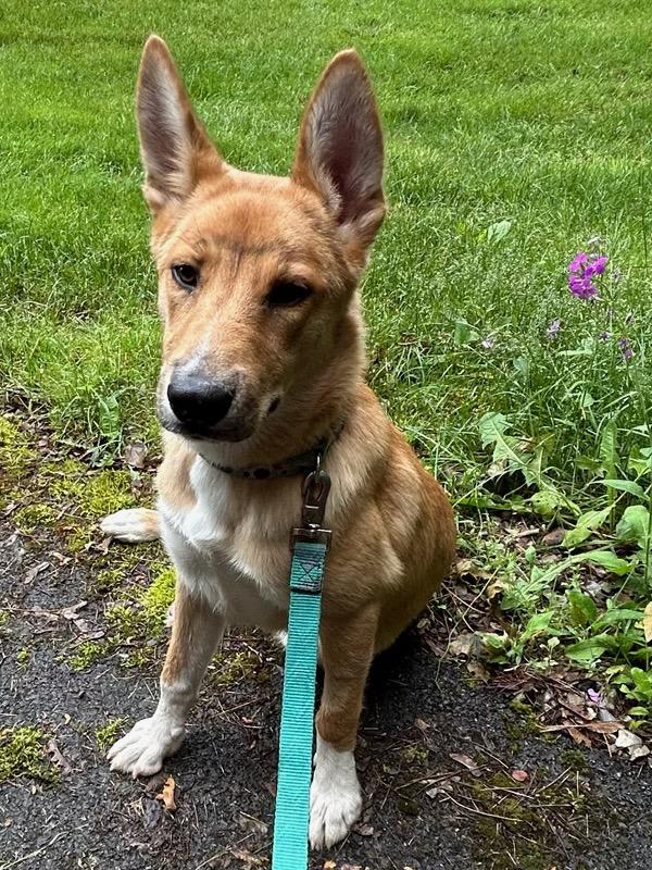 Pepperoni (Roni), adoptable, Young Female Border Collie & Husky.