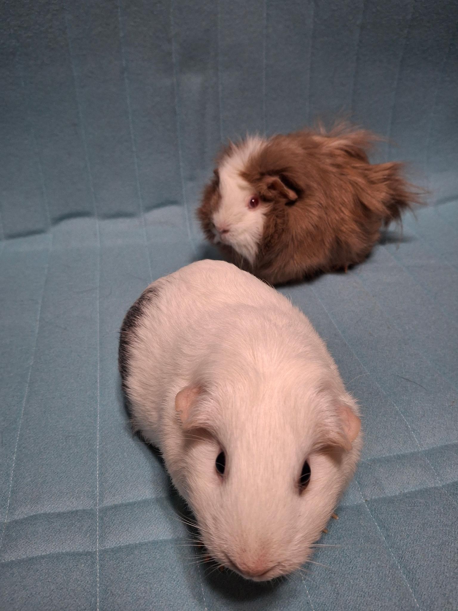 Enlarge Sugar & Pom Pom, a Adoptable Guinea Pig in Grand Rapids, MI image 6/6