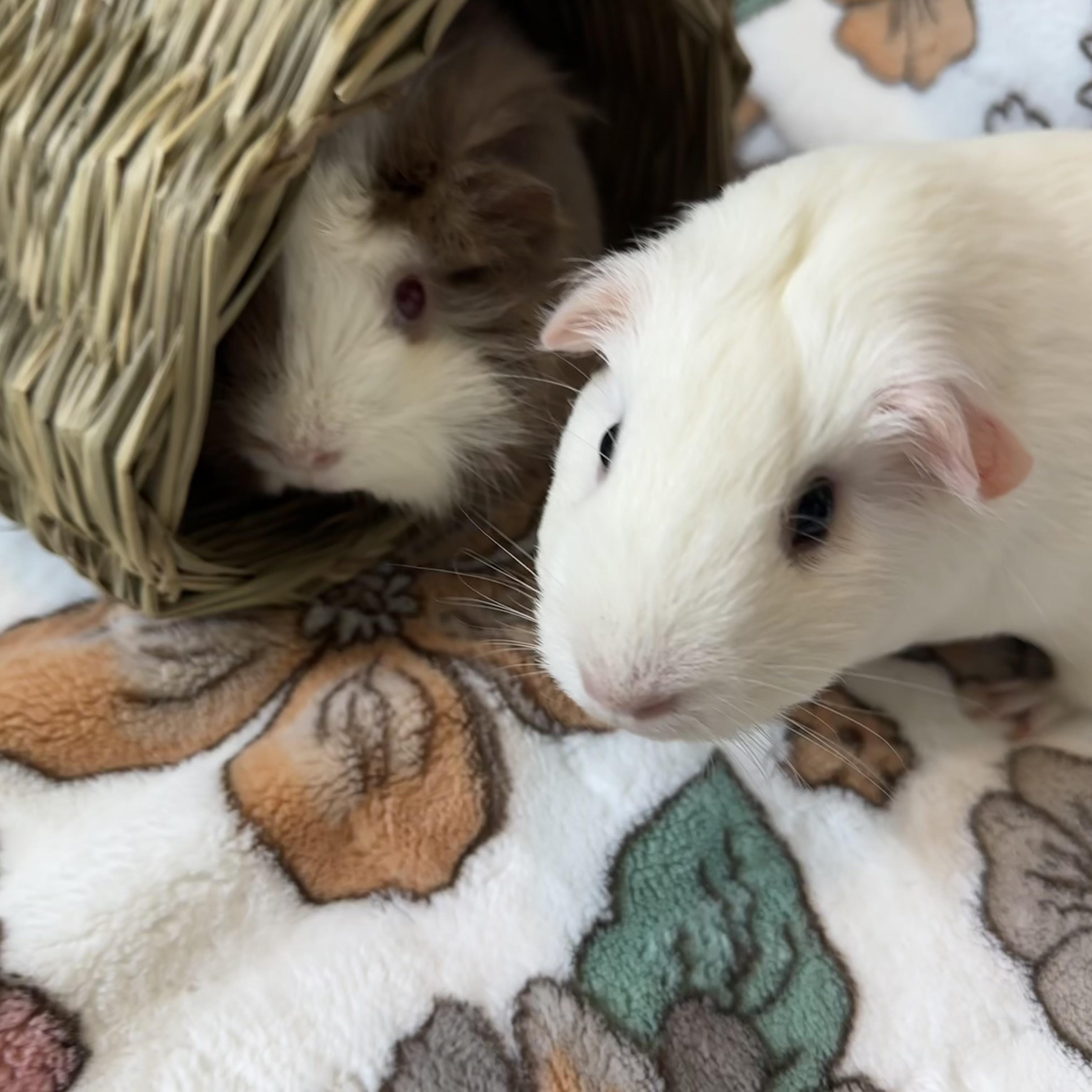 Enlarge Sugar & Pom Pom, a Adoptable Guinea Pig in Grand Rapids, MI image 3/6