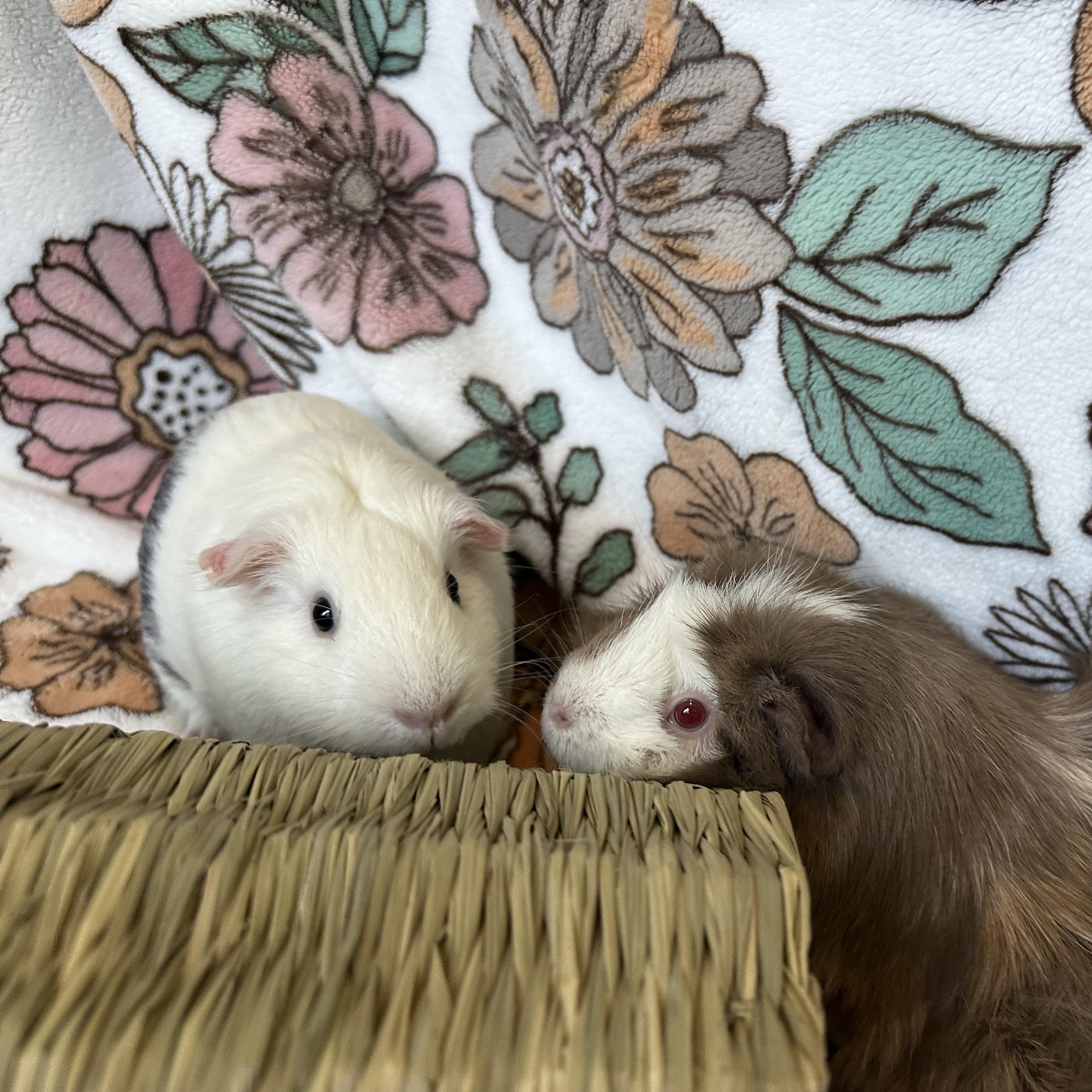 Sugar & Pom Pom, Adoptable, Adult Female Guinea Pig.