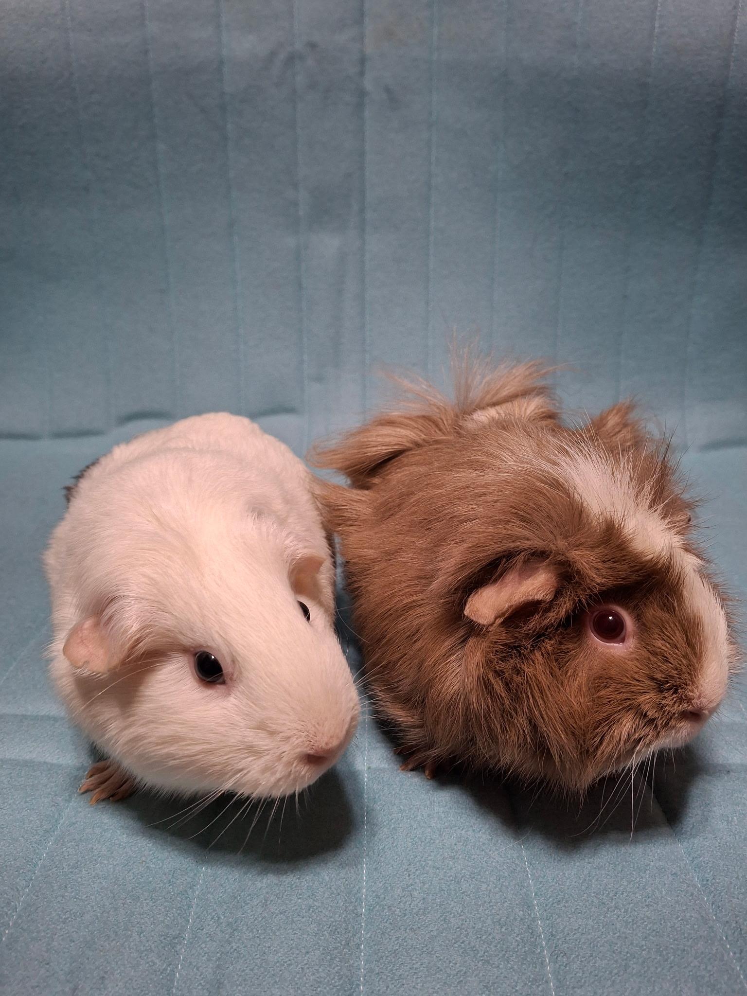 Enlarge Sugar & Pom Pom, a Adoptable Guinea Pig in Grand Rapids, MI image 5/6