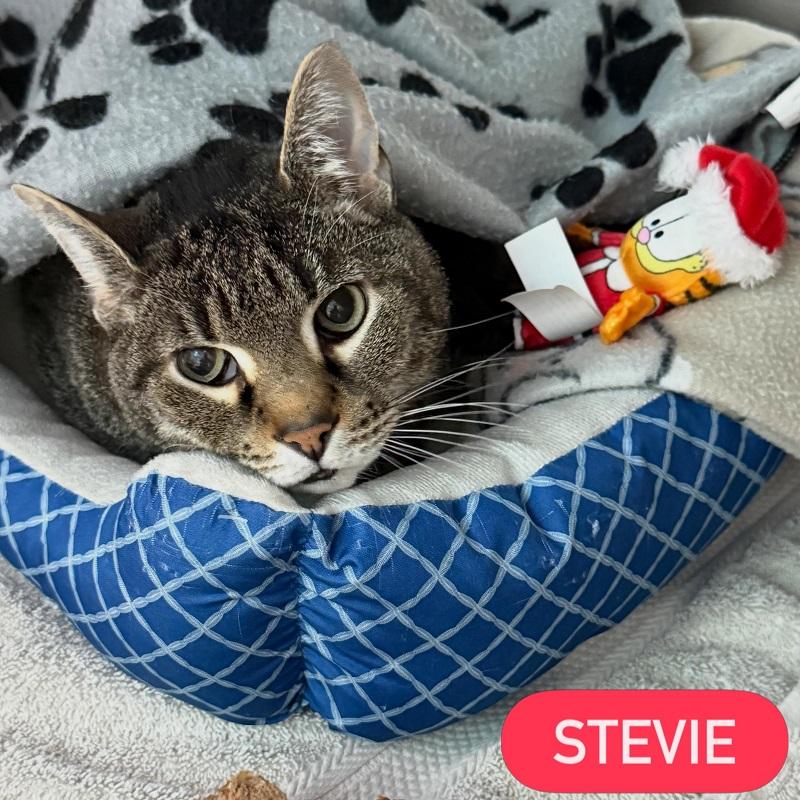 STEVIE, ADOPTABLE, Adult Male Domestic Short Hair.
