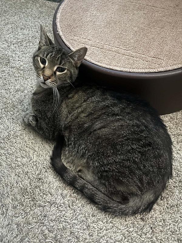 Enlarge STEWIE, a ADOPTABLE Domestic Short Hair in Pegram, TN image 2/5