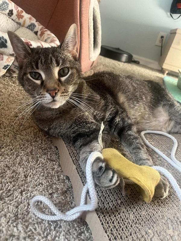 Enlarge STEWIE, a ADOPTABLE Domestic Short Hair in Pegram, TN image 5/5