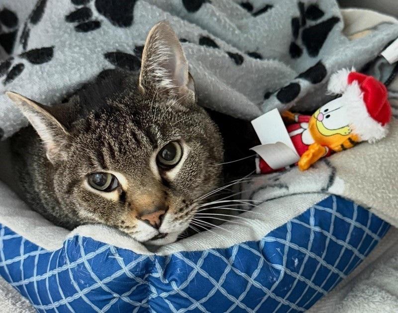 STEWIE, ADOPTABLE, Adult Male Domestic Short Hair.