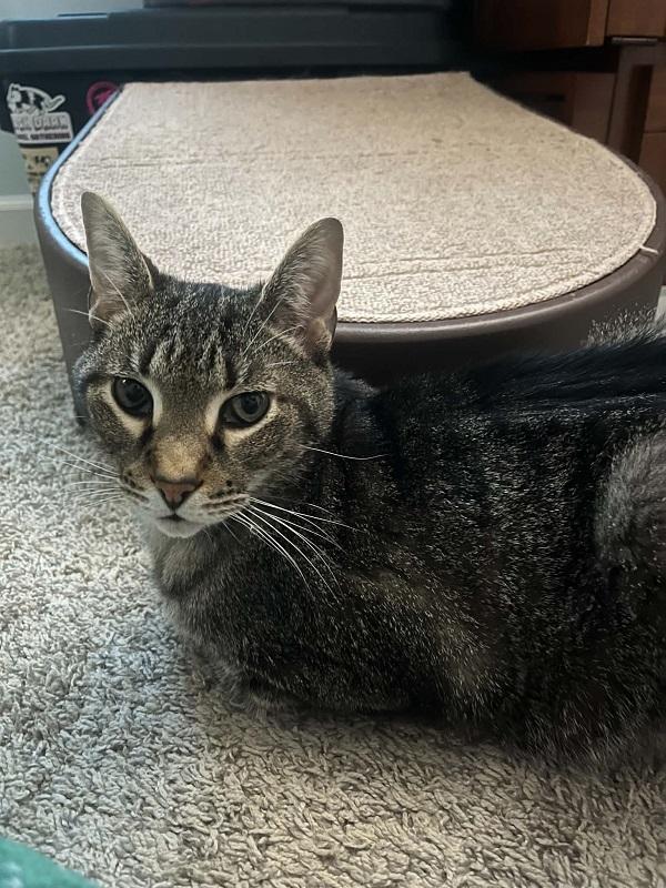 Enlarge STEWIE, a ADOPTABLE Domestic Short Hair in Pegram, TN image 3/5
