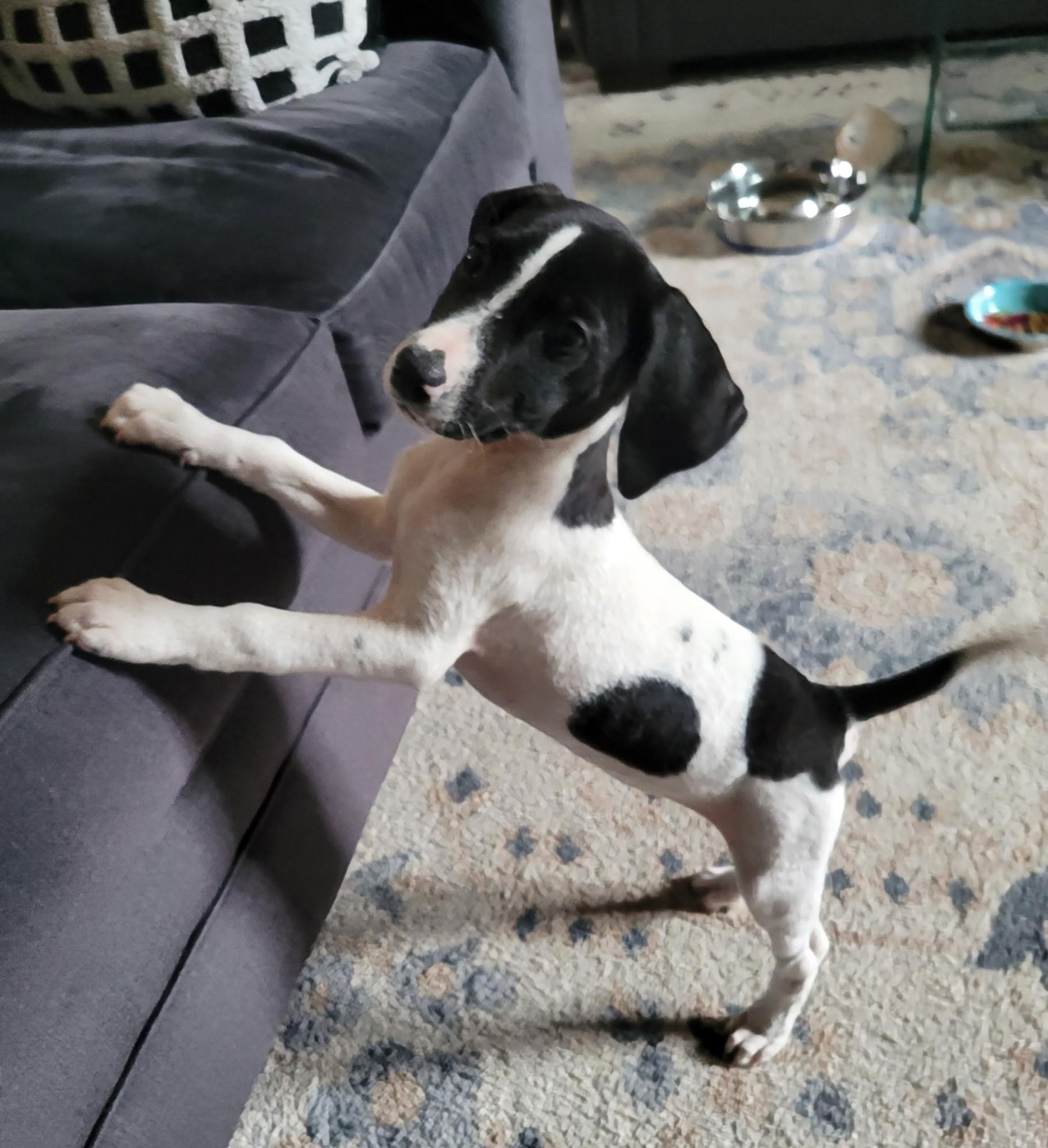 Dolly, Adoptable, Puppy Female English Pointer.