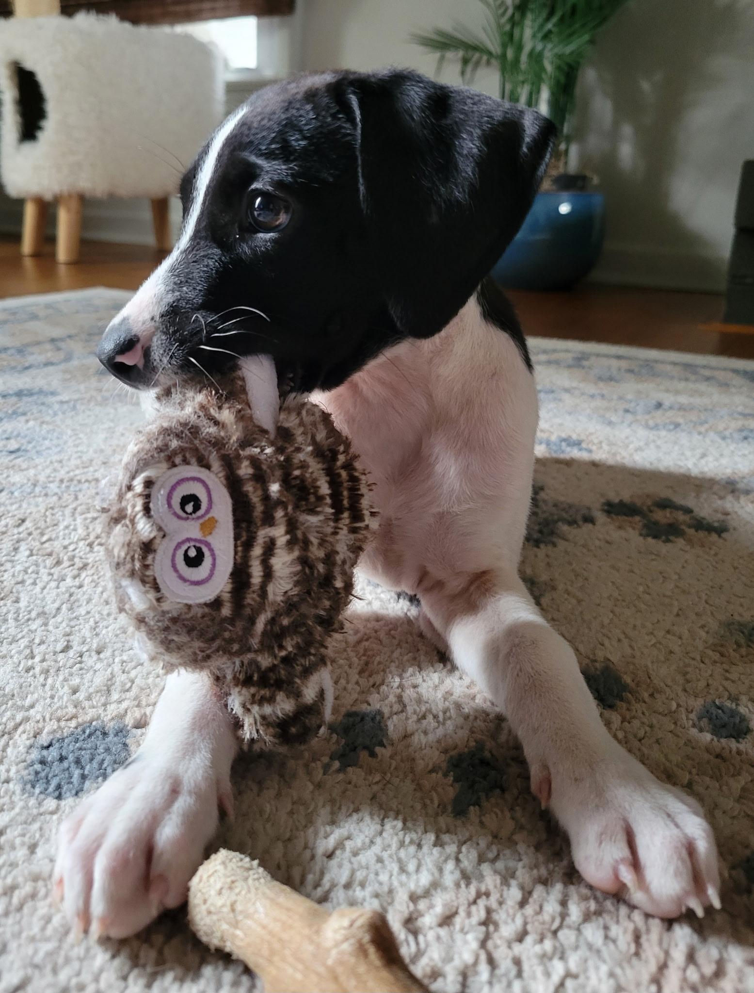 Dolly, a Adoptable mixed breed in Myrtle Beach, SC image 2/3