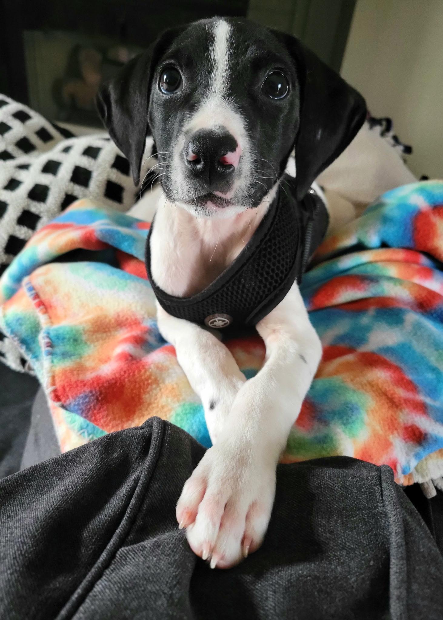 Dolly, a Adoptable mixed breed in Myrtle Beach, SC image 3/3