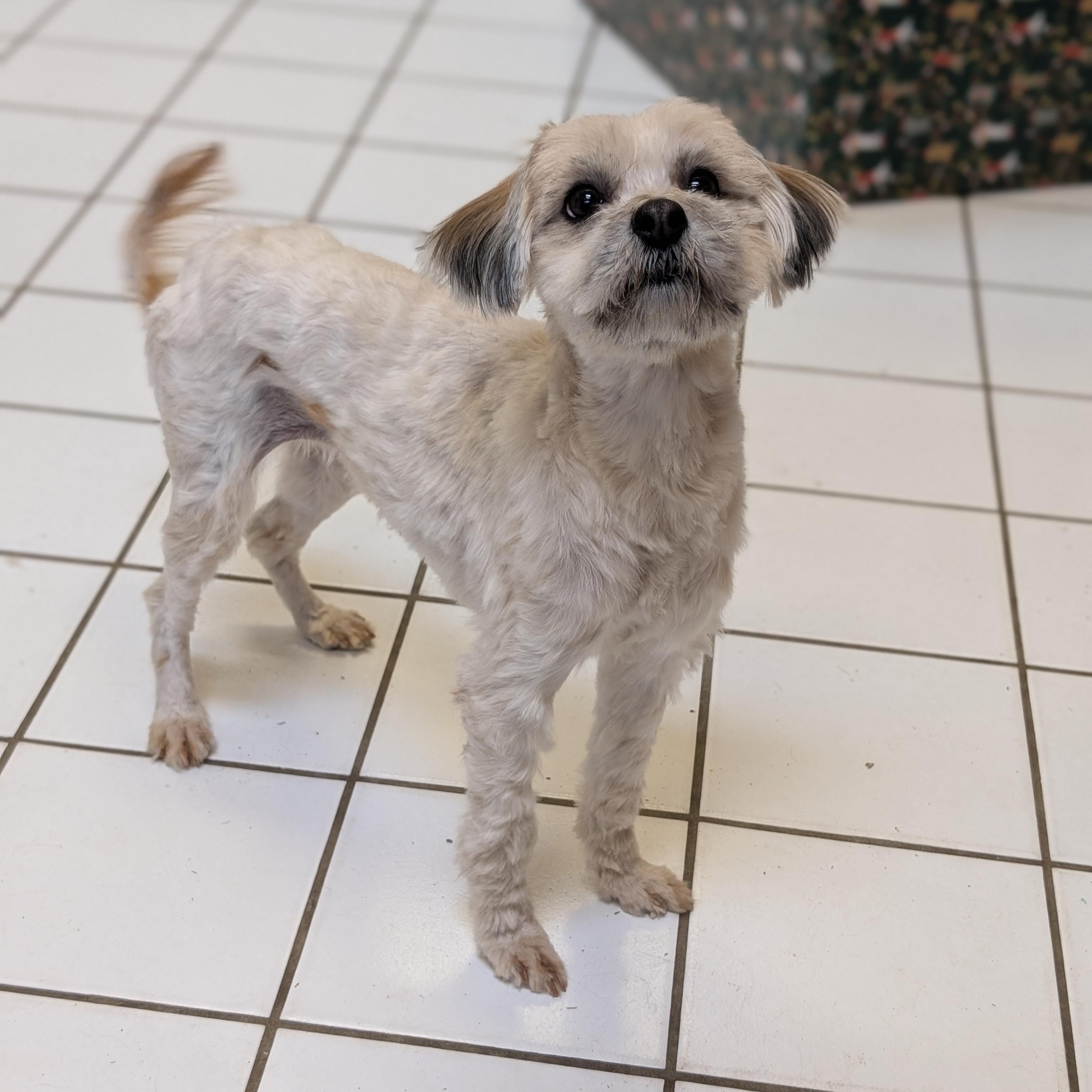 Hollyberry, an adopted mixed breed in Mountain Center, CA image 2/2