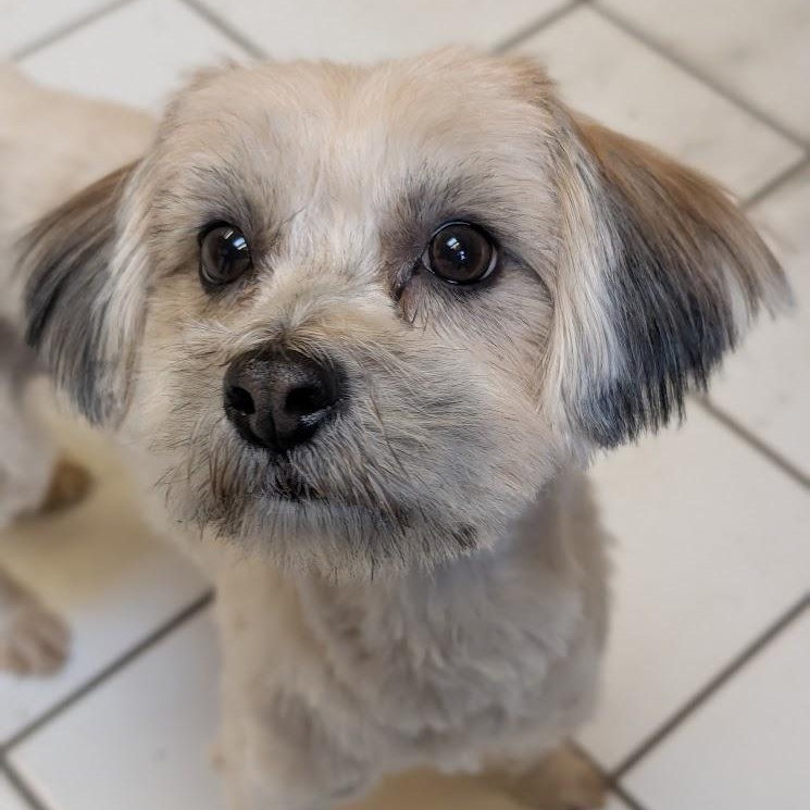 Hollyberry, an adopted mixed breed in Mountain Center, CA image 1/2