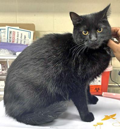 Toothless (Bonded to WIldfire)