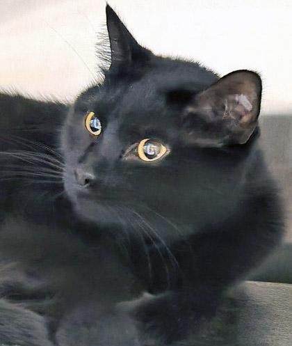 Toothless (Bonded to WIldfire) — thumbnail 2