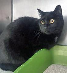 Toothless (Bonded to WIldfire) — thumbnail 3