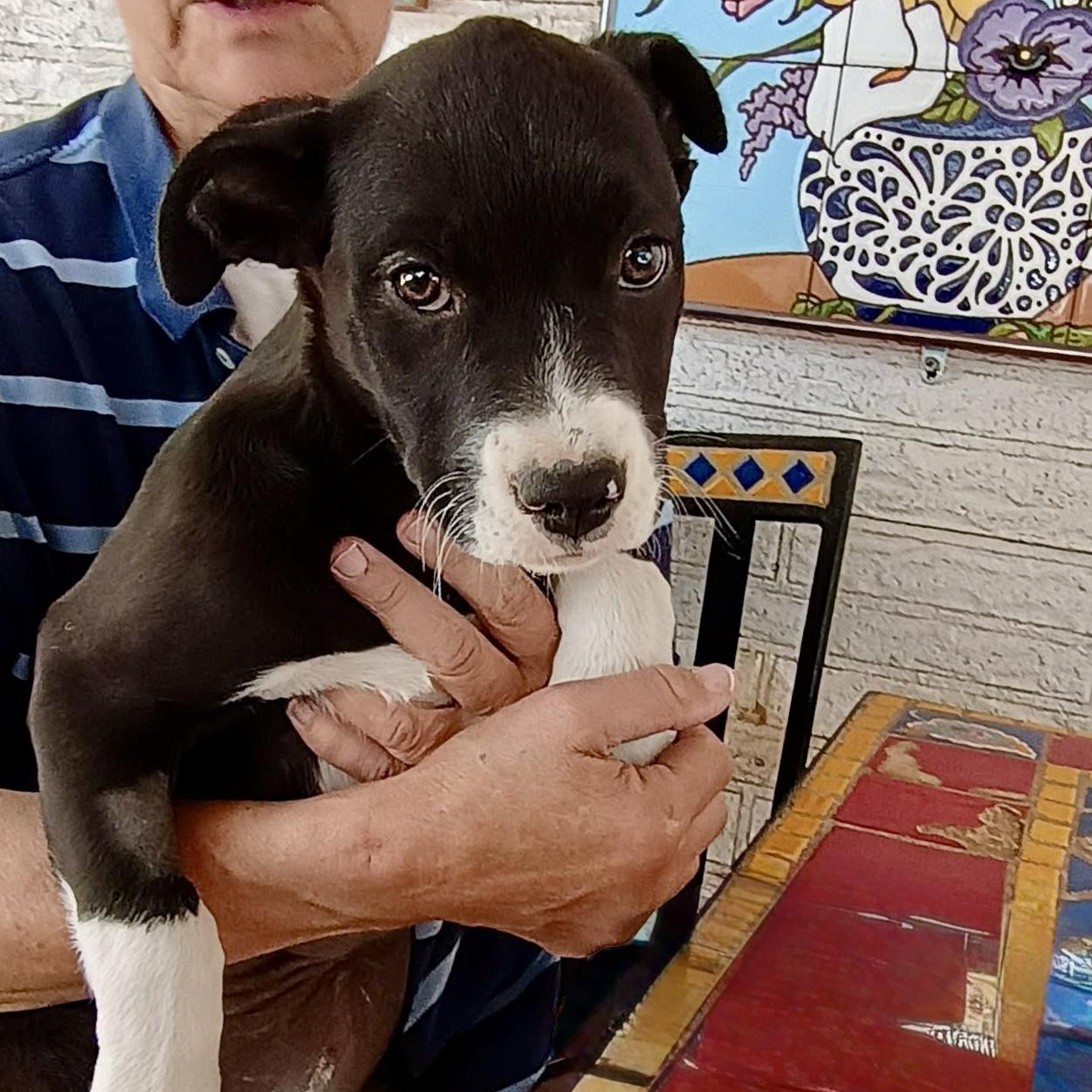 Maisie, ADOPTABLE, Puppy Female Pit Bull Terrier & Labrador Retriever.