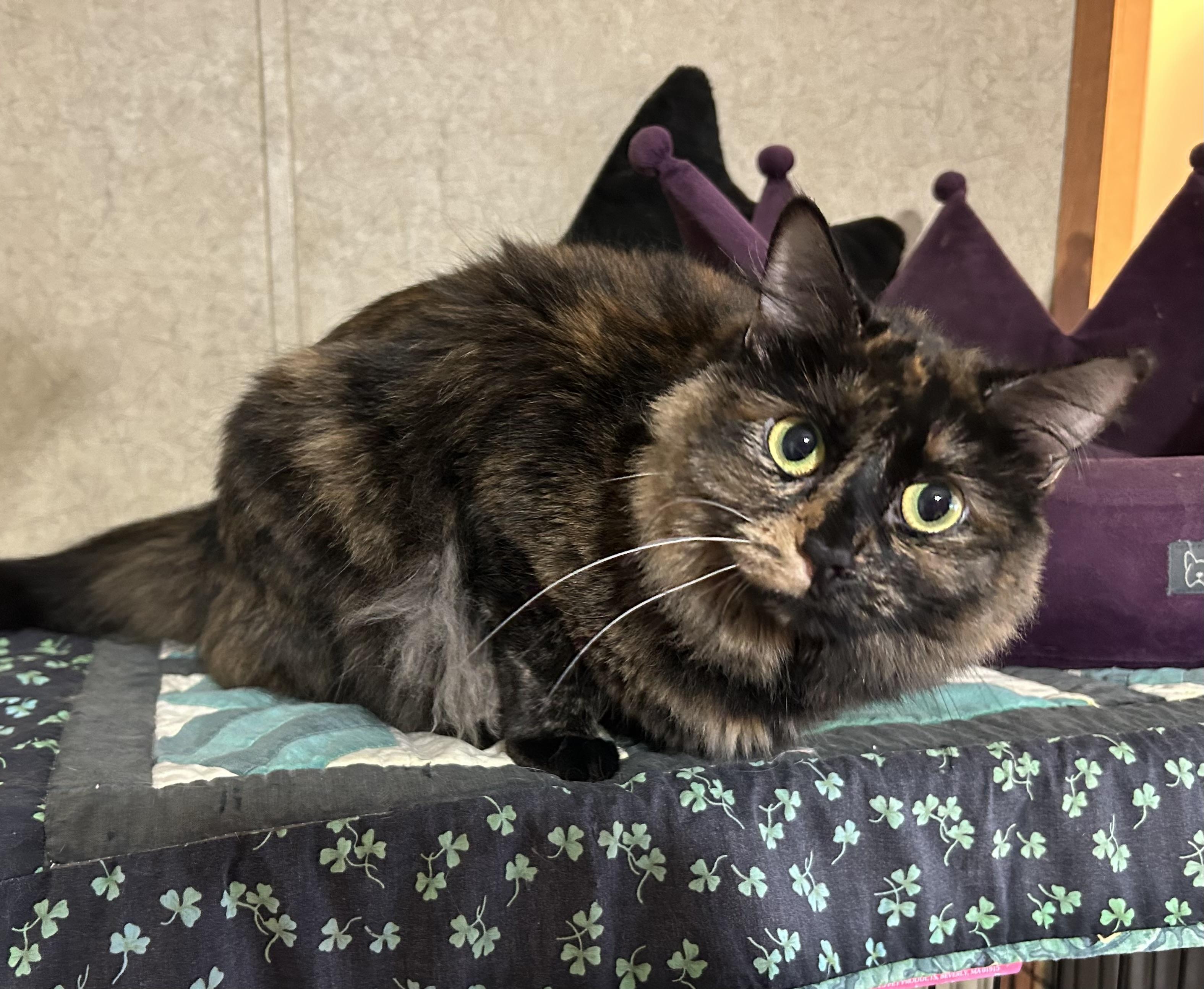 Baby Ruth , adoptable, Adult Female Domestic Medium Hair.