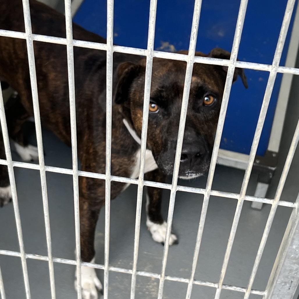 Enlarge Stickers, a Adoptable mixed breed in Marshall, TX image 1/4