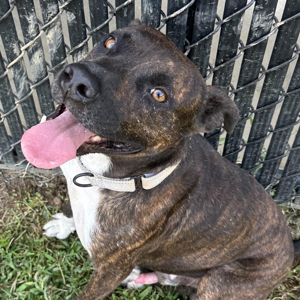 Enlarge Stickers, a Adoptable mixed breed in Marshall, TX image 2/4