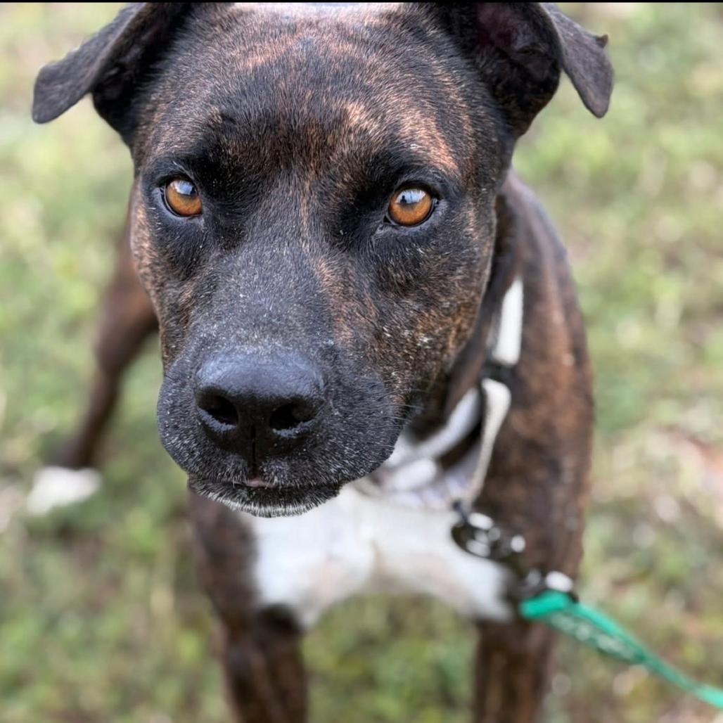 Enlarge Stickers, a Adoptable mixed breed in Marshall, TX image 3/4