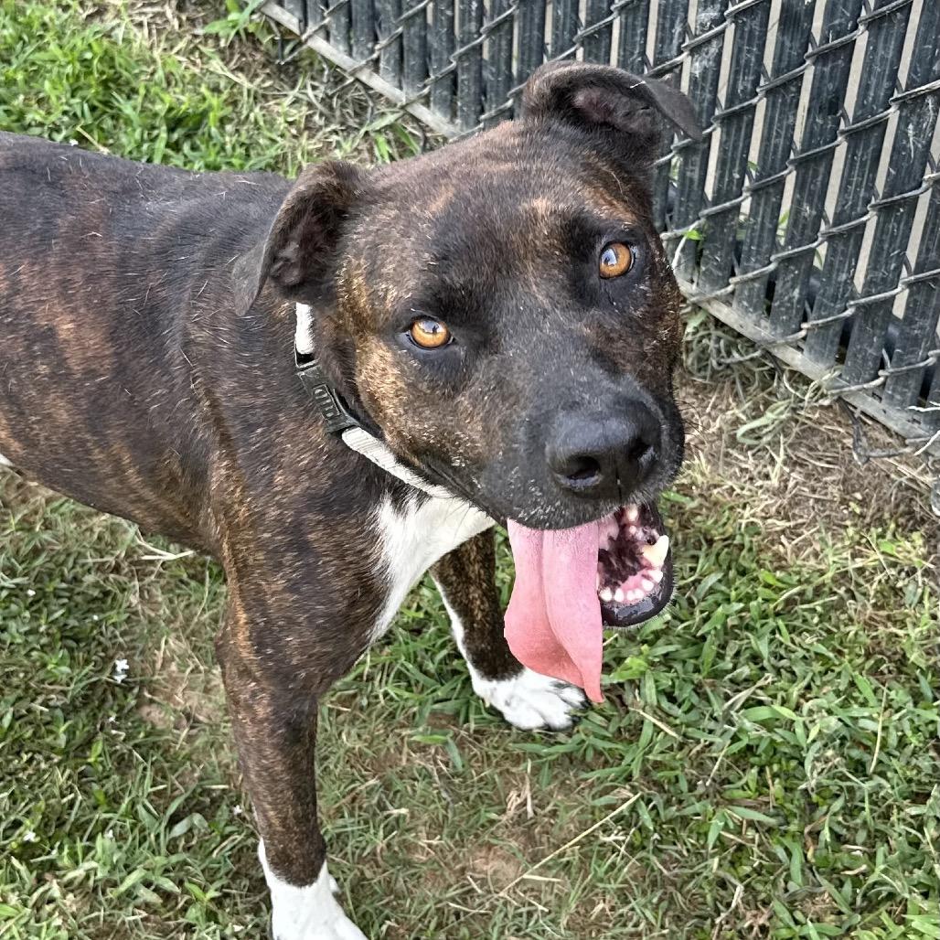 Enlarge Stickers, a Adoptable mixed breed in Marshall, TX image 4/4
