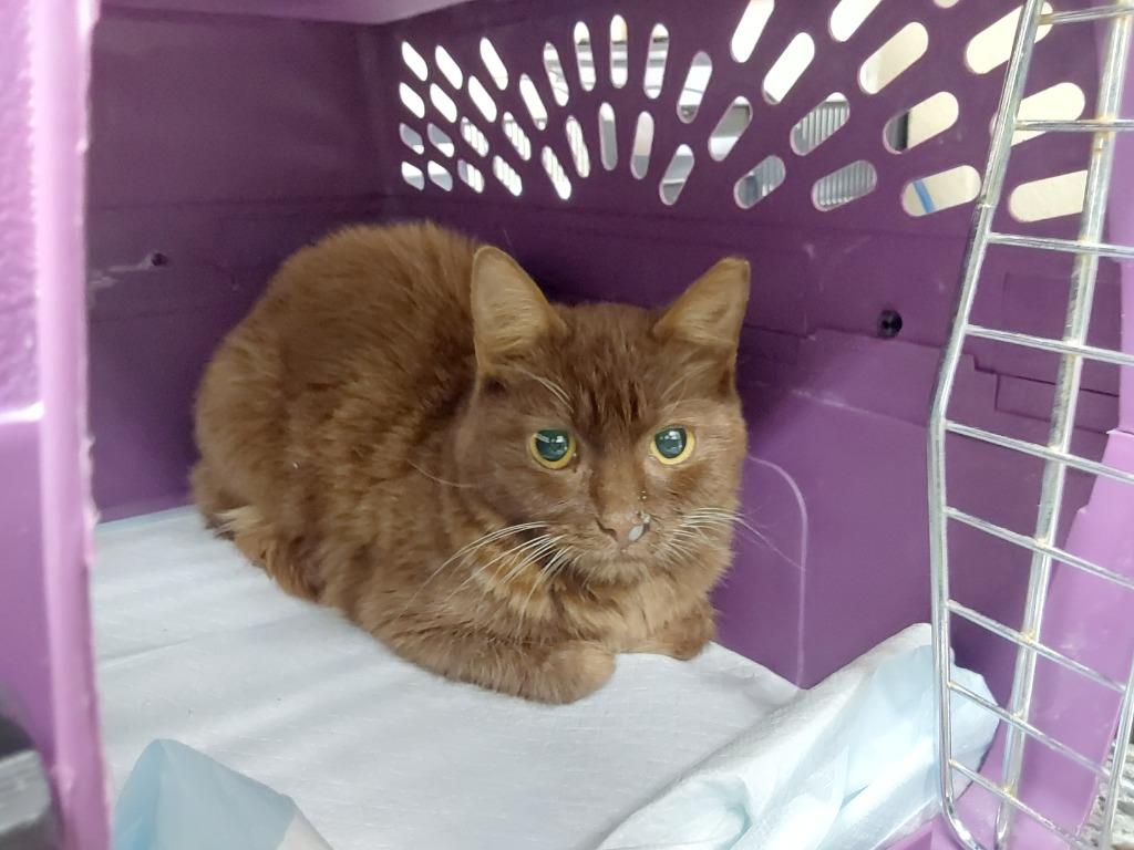 2025-11-088, Adopted, Adult Female Domestic Short Hair.