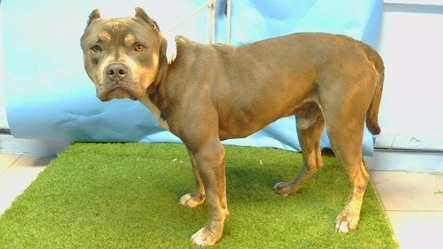Enlarge STANLEY, a Adoptable American Staffordshire Terrier in Gardena, CA image 1/1