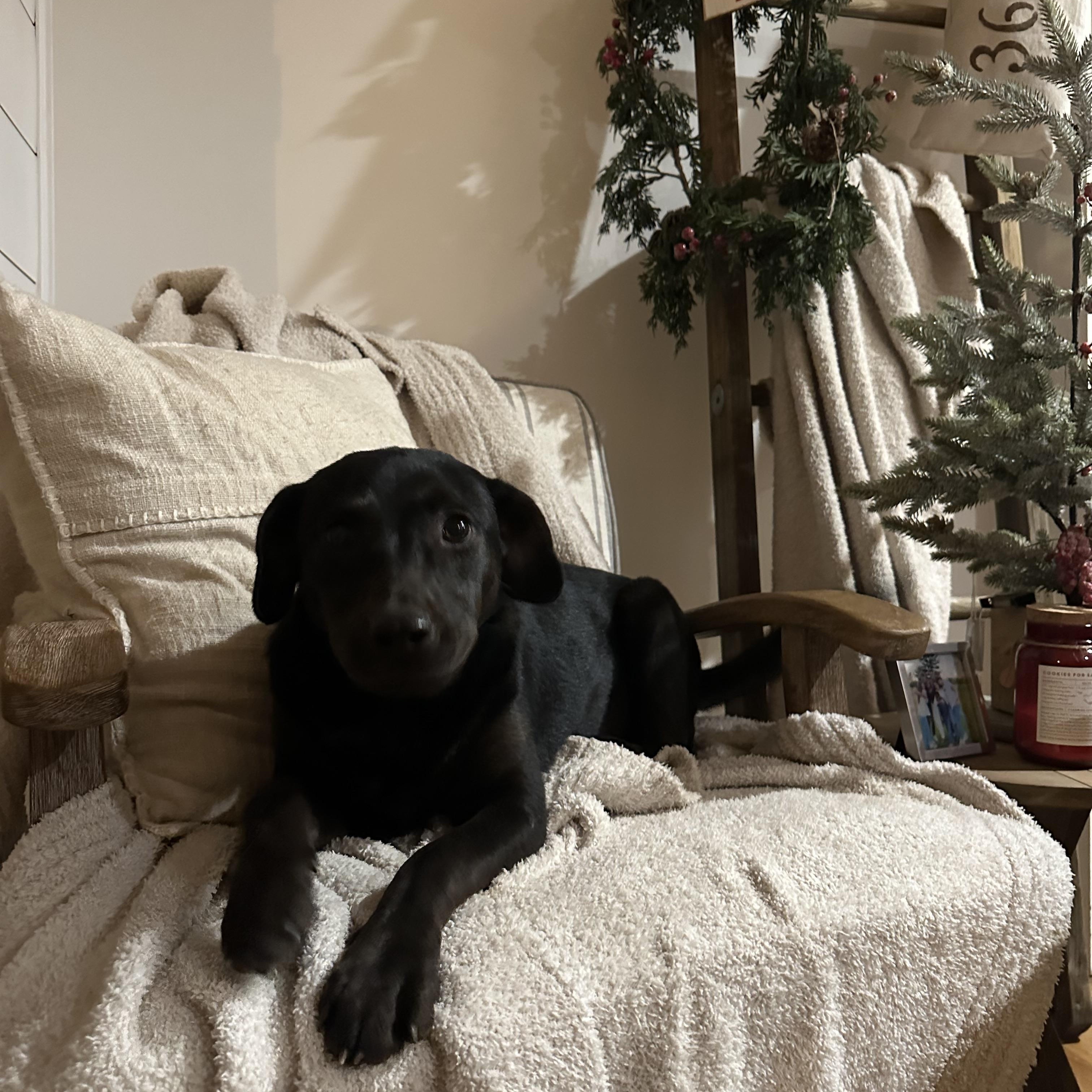 CINDER…38 lbs of PERFECTION!!!, Adoptable, Young Female Labrador Retriever.